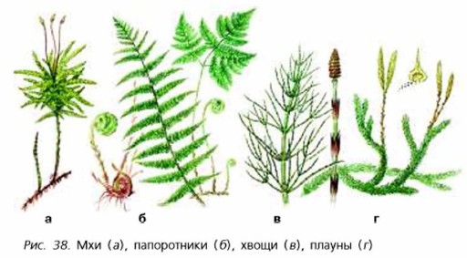 Как Выглядит Мхи Фото